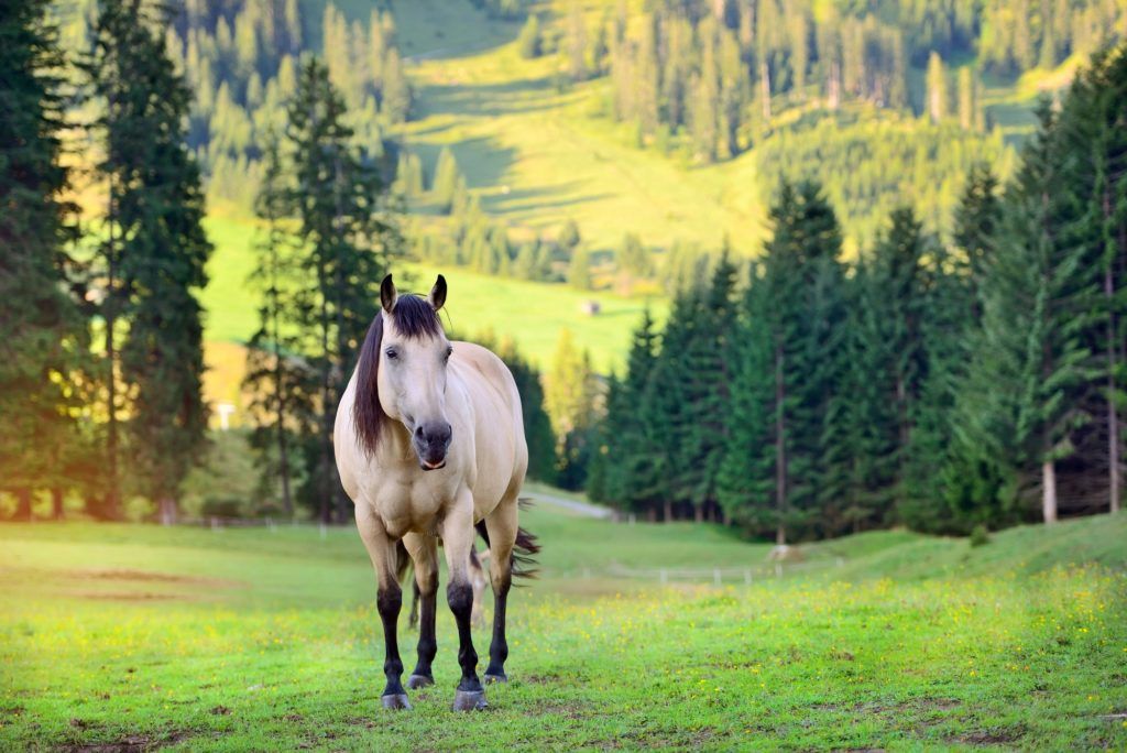 Horse on the meadow in the mountains